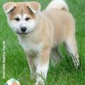 akita_inu_banteki_04