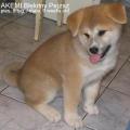 akita_inu_AKEMI_wiek_9_tygodni_IMG_055300